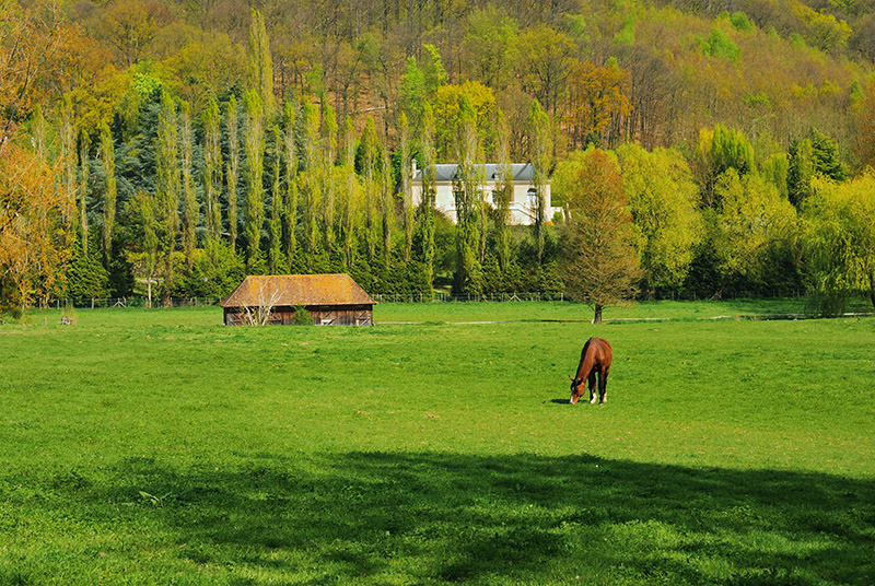 Country Side