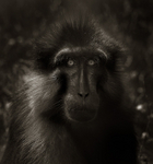 Macaque pensif