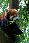Panda rouge (1)