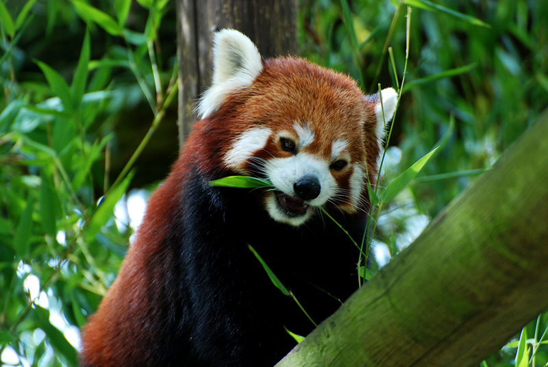 Panda rouge (8)